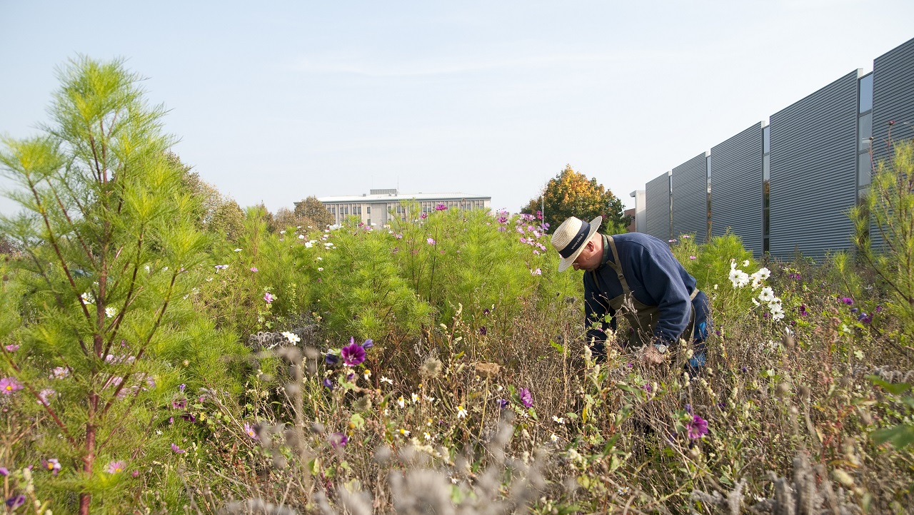 Les alternatives aux pesticides pour la protection de l'eau